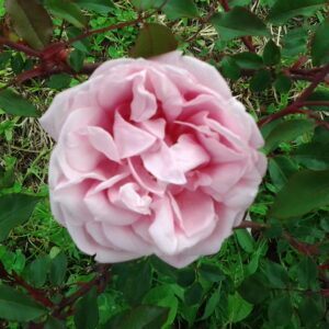 Rosa ‘Le Vésuve’ – Chinensis Rosa Profumata
