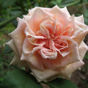 Rosa ‘Madame Berkeley’ – Rosa Tea Albicocca e Rosa