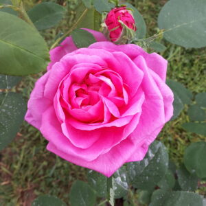 Rosa i.p. ‘Vetrice’ – Rosa Rara da Collezione