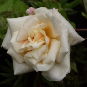 Rosa ‘Safrano’ – Rosa Tea Giallo Albicocca Profumata