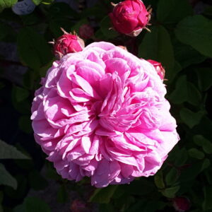 Rosa ‘Sultane Favorite’ – Ibrido di Cina Rosa Antico