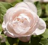 Rosa ‘Mabel Morrison’ – Ibrido Perpetuo Bianco