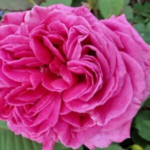 Rosa ‘Madame Dubost’ – Bourbon Rosa Rosso Profumata