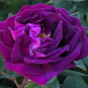 Rosa ‘Nuits de Young’ – Rosa  Porpora Scuro