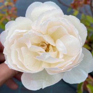 Rosa ‘San Nicola di Myra’ – Rosa Tea Bianca Profumata