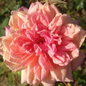 Rosa ‘Souvenir d’un Ami’ – Rosa Tea Rosa Profumata