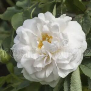 Rosa ‘Alba Maxima’ – Rosa Alba Bianca Profumata
