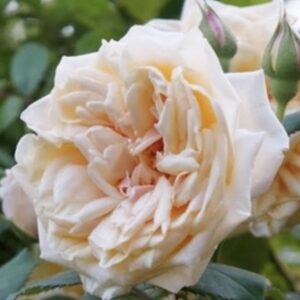 Rosa ‘Bouquet d’Or’ – Tea-Noisette Giallo Ramata