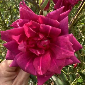 Rosa ‘Lady Anne Kidwell’ – Polyantha Rosa Intenso Rifiorente