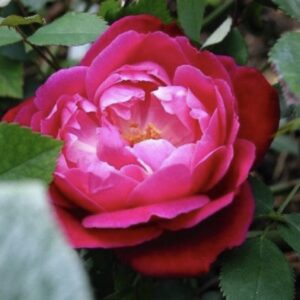 Rosa ‘Louis Philippe’ – Rosa China Rossa Rifiorente