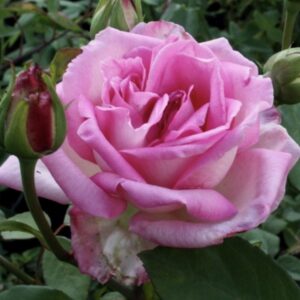 Rosa ‘Madame Camille’ – Rosa Tea Rosa Salmone