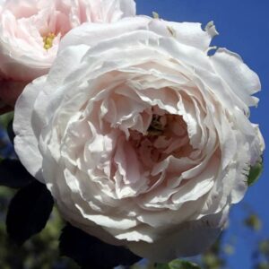 Rosa ‘Marie Dermar’ – Noisette Bianco Rosa Profumata