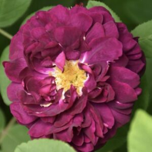 Rosa ‘Tuscany Superb’ – Gallica Rosso Porpora Vellutato