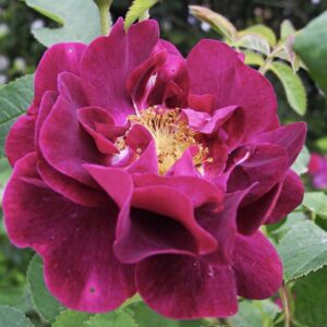 Rosa ‘Tuscany’ – Gallica Cremisi Porpora Antica