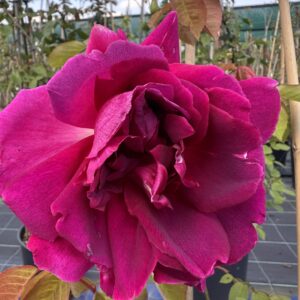 Rosa ‘Noëlla Nabonnand’ – Rosa Tea Rampicante Cremisi