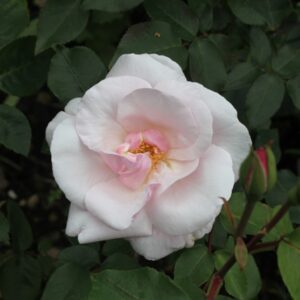 Rosa ‘Souvenir de St. Anne’s’ – Bourbon Rosa Pallido Profumata