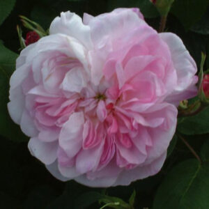Rosa ‘Fantin-Latour’ – Centifolia Rosa Cipria Profumata