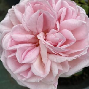 Rosa âMadame Martignierâ â Rosa Noisette Rampicante Porpora