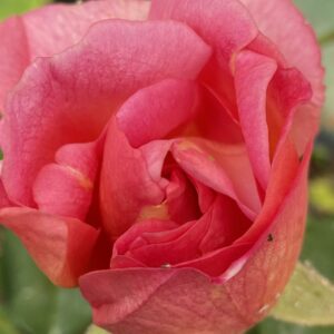 Rosa ‘Madame Eugène Résal’ – Rosa China Rosa-Arancio