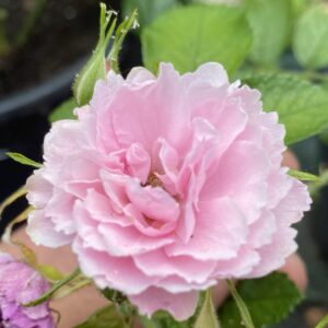 Rosa ‘Pink Grootendorst’ – Ibrido di Rugosa Rosa