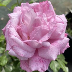Rosa Mrs John Laing