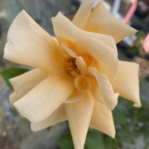 Rosa ‘Francesca’ – Ibrido di Moschata Albicocca