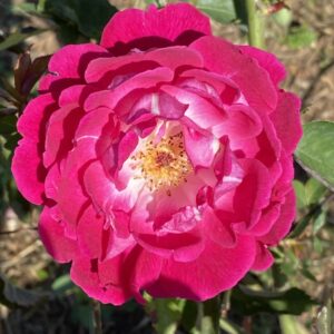 Rosa ‘L19 Laos’ – Rosa China Antica Rosa Intenso