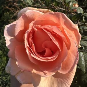 Rosa ‘Belle Cuivrée’ – Rosa Tea Giallo Rame