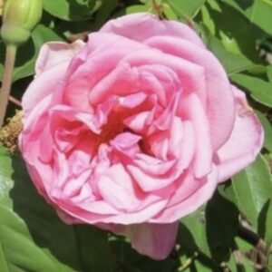 Rosa ‘Hedge Cottage Pink’ ROR – Rosa Antica Ritrovata Rosa