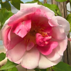 Rosa ‘Lijiang Rose’ – Ibrido di Rosa gigantea Rampicante