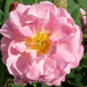 Rosa ‘Belle Amour’ – Rosa Antica Rosa Salmone Profumata