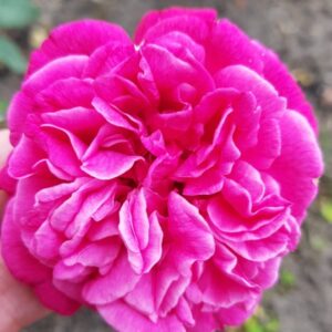 Rosa ‘Duchesse d’Alba’ – Rosa Tea Rosa Carminio e Gialla