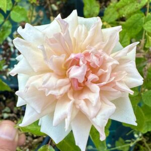 Rosa ‘Docteur Grill’ – Rosa Tea Antica Rosa-Albicocca