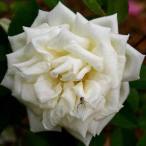 Rosa ‘Ducher’ – Rosa China Bianca Profumata