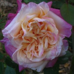 Rosa ‘Madame Jean Dupuy’ – Rosa Tea Antica Profumata