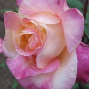 Rosa ‘Madame Rose Romarin’ – Rosa Tea Antica Rosa-Albicocca