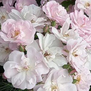 Rosa ‘Narrow Water’ – Rosa Noisette Rampicante Rosa Chiaro