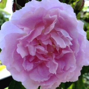 Rosa ‘Ornement de Bosquets’ – Rosa Noisette Rampicante Rosa