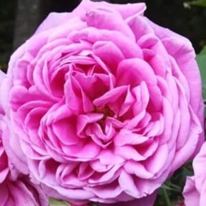 Rosa ‘Souvenir de Lucie’ – Rosa Noisette Rosa Carminio