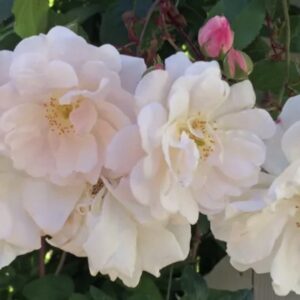 Rosa ‘Adélaïde d’Orléans’ – Ibrido Perpetuo Rosa e Lilla