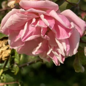 Rosa ‘Jean Bach Sisley’ – Rosa Cinese Rosa Profumata