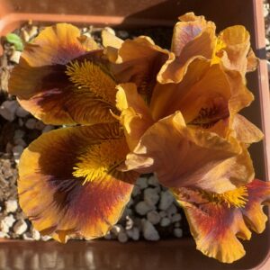 Iris ‘Gingerbread Trim’ – Iris Barbata Nana Marrone e Mogano