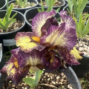 Iris ‘Taz’ – Iris Barbata Nana Plicata Profumata