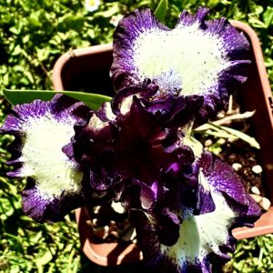 Iris ‘Dark Design’ – Iris Barbata Nana Viola e Bianca