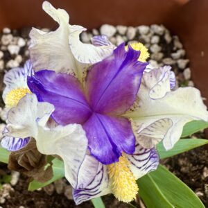 Iris ‘Force Field’ – Iris Barbata Nana Bianca e Viola Profumata