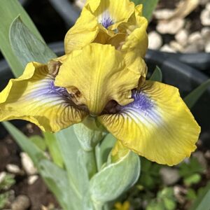 Iris ‘Tattler’ – Iris Barbata Nana Gialla con Barbe Blu