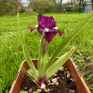 Iris ‘Second Life’ – Iris Barbata Nana Rifiorente