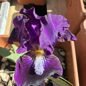 Iris ‘Wish Upon A Star’ – Iris Barbata Nana Viola-Nera Profumata