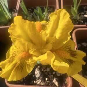 Iris ‘Insolation’ – Iris Barbata Nana Gialla e Marrone