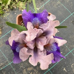 Iris ‘Pause’ – Iris Barbata Nana Rosa e Viola Profumata